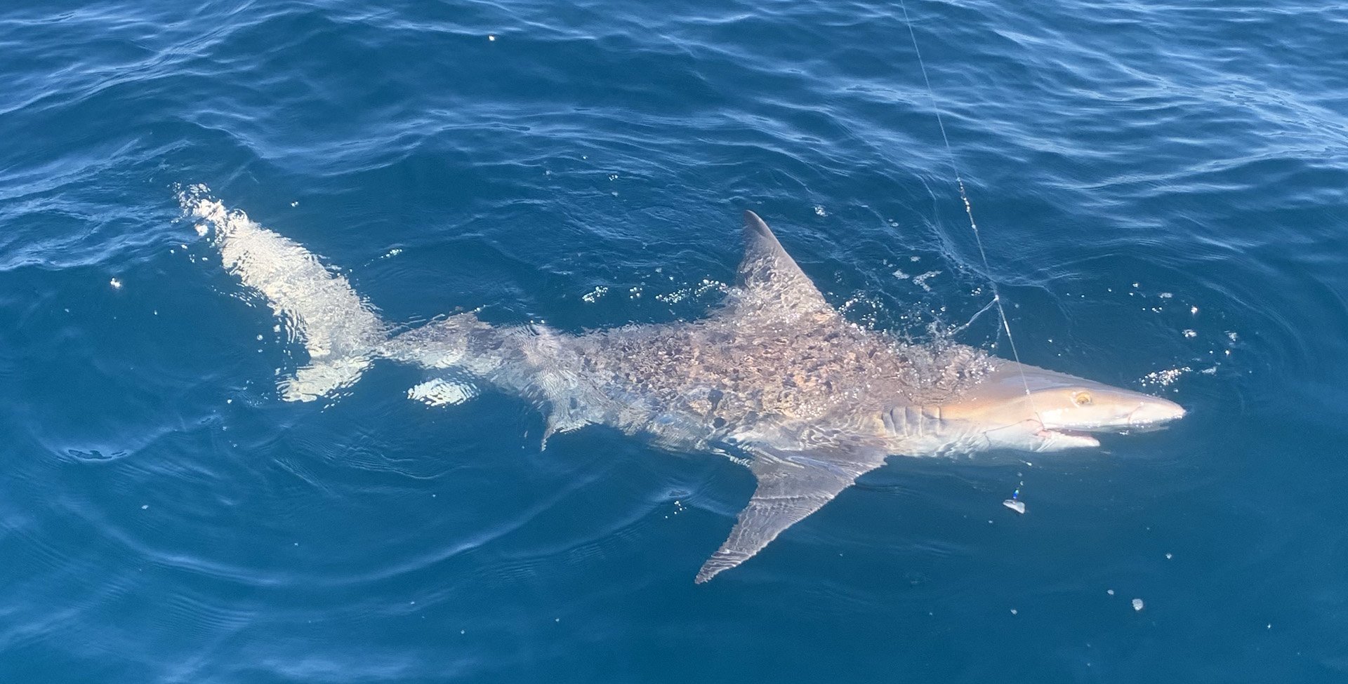 closeup of a shark caught on the end of a fishing line during an unforgettable fishing trip chartered with Short Skirts Sportfishing in Mount Pleasant and Charleston South Carolina