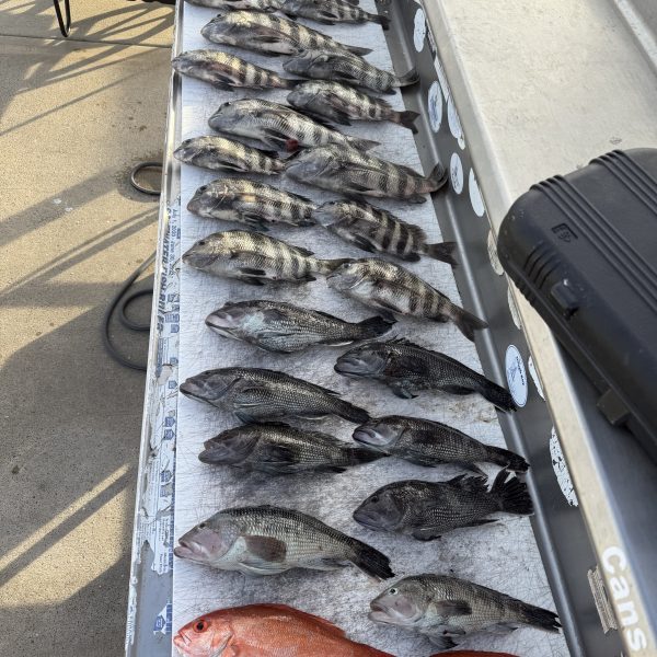 Short Skirts Sportfishing trips reeled in some of the best catches of the day on this Mount Pleasant area fishing charter trip