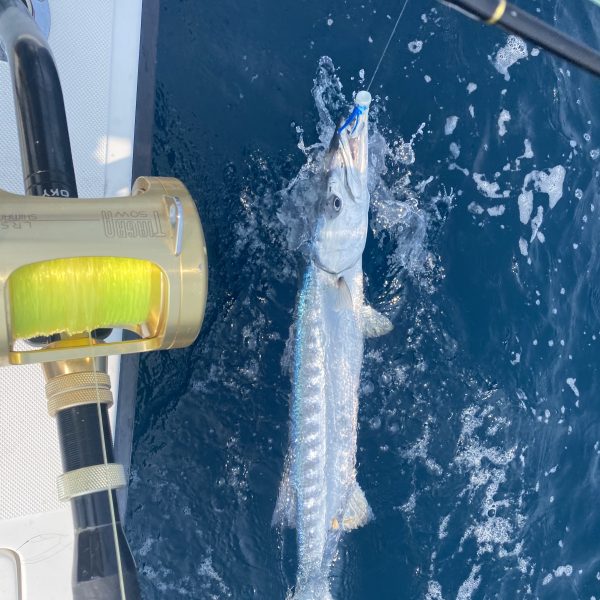 barracuda caught off shore near Charleston, South Carolina with Short Skirts Sportfishing